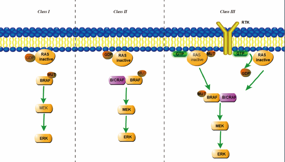 BRAF相關突變細胞-科佰生物