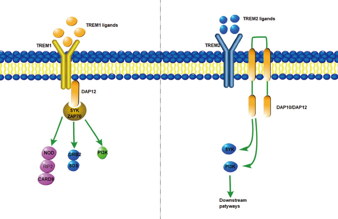 阿爾茨海默癥？癌癥？-靶點TREM